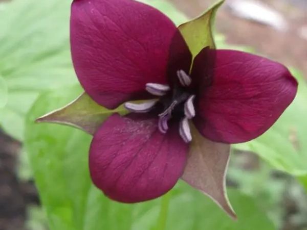 purple flower pedals