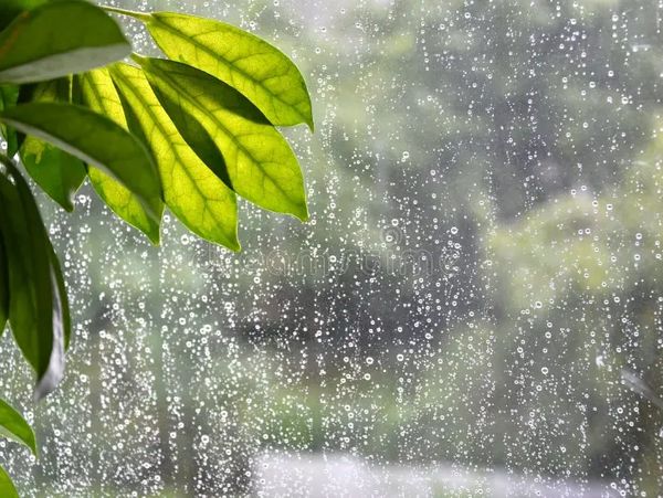 rain on window with a plant on the side