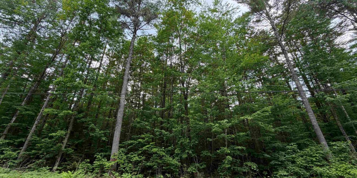 Dense forest with tall green trees under a partly cloudy sky.