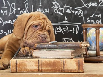 School Therapy Dog resting on text books in front of a black board.