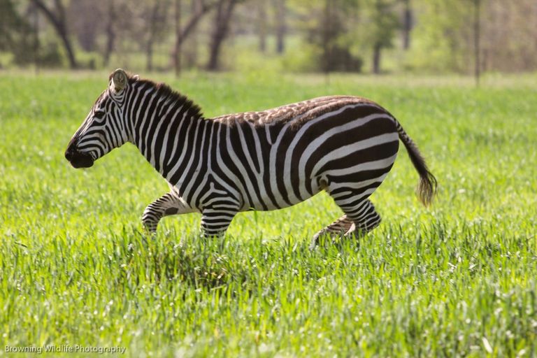 Browning Whitetails and Exotics Zebra