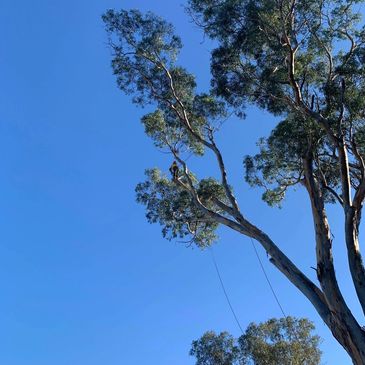 Tree trimming Albury
Tree trimming wodonga
Tree trimming Wangaratta