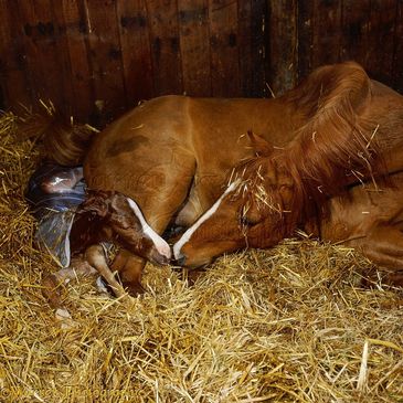 Equine birth with pluripotent placental tissue
