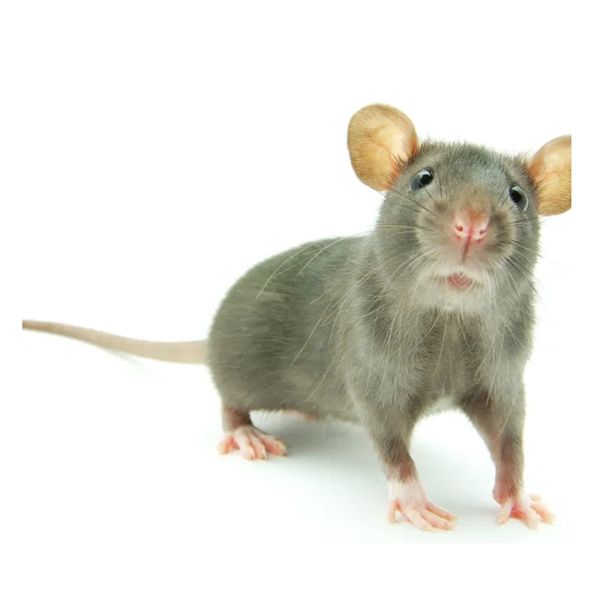 Close-up of a curious gray rat on a white background.