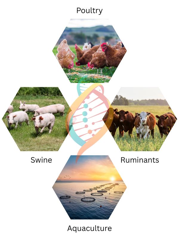 Hexagonal images of poultry, swine, ruminants, and aquaculture with DNA strand graphic.