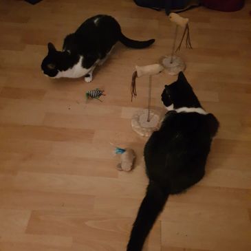 Two cats playing