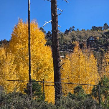 Vibrant autumn trees with yellow leaves against a clear blue sky and hillside homes.