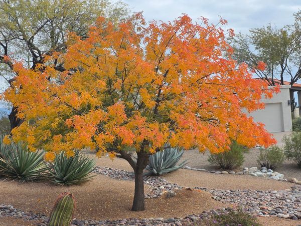 A vibrant tree with autumn orange leaves in a desert landscape.