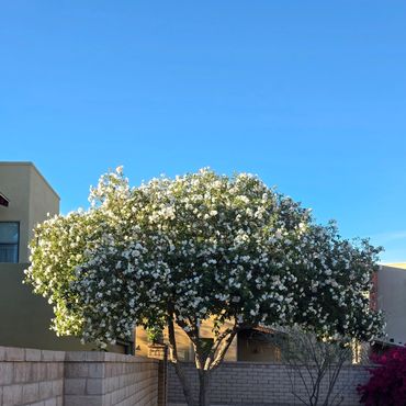 A tree with white flowers beside a curved sidewalk and brick wall under a clear blue sky.