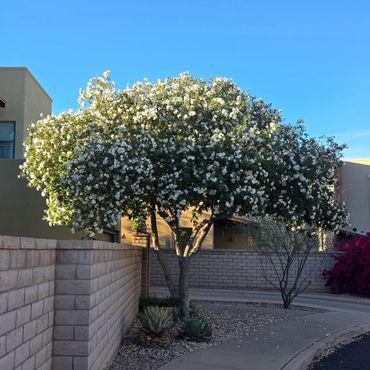A tree with white flowers beside a curved sidewalk and brick wall under a clear blue sky.