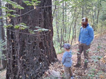 A man and child observe a large tree in a forest.