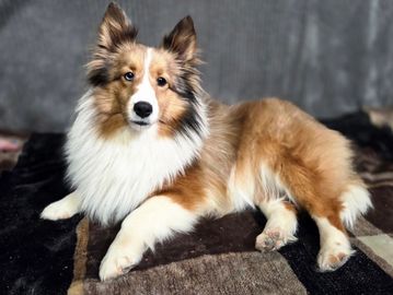 Sable merle and white dog with one blue eye and one brown eye laying down comfortably