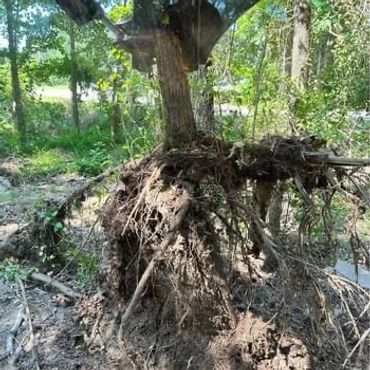 Tree Removal - Roots and All