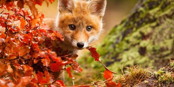 Reconnect to Nature courses. Online course. Autumn.