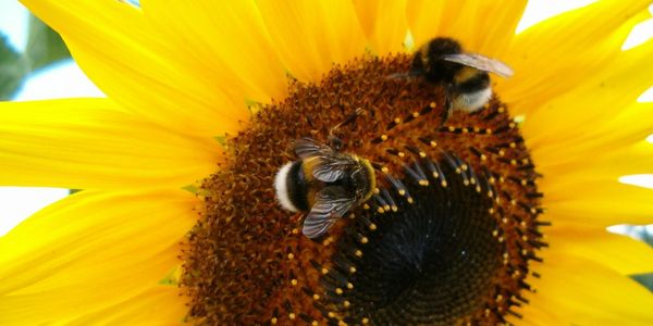 Reconnect to Nature courses. Online course. Summer.