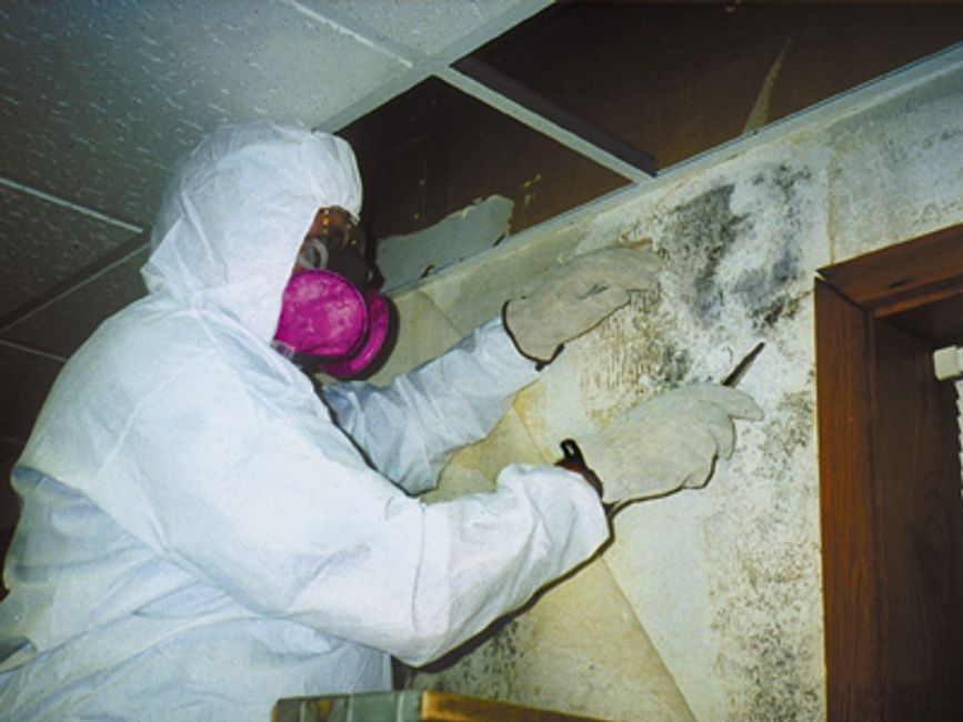 Mold removal
