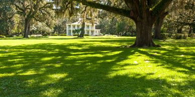 A large tree casting shadows on lush green grass with a white house in the background.