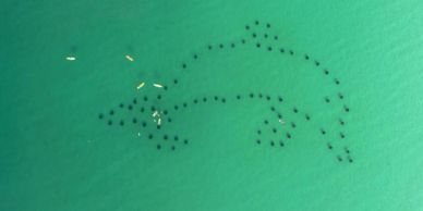A dolphin-shaped formation in water with kayakers nearby.