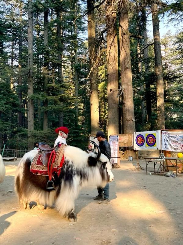 Child sitting on a decorated yak in a forest area.
