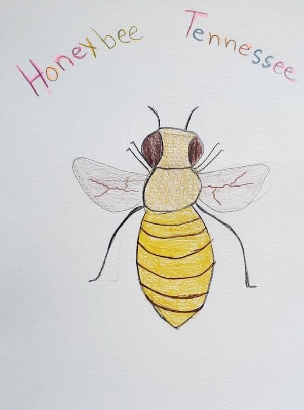 honeybee tennessee drawing