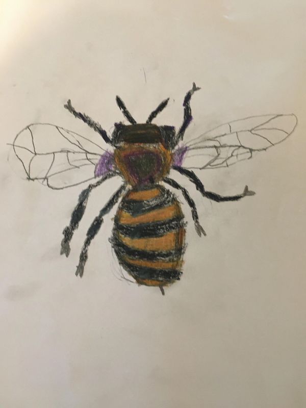 honeybee drawing