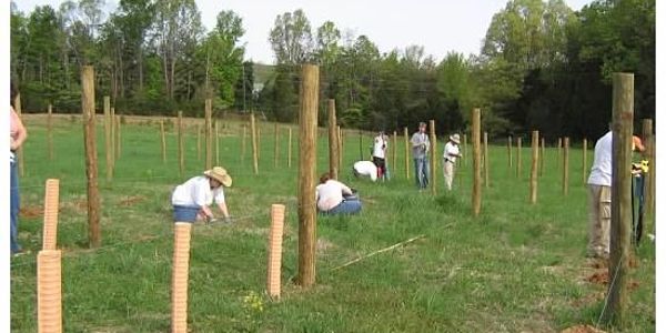 A picture of people planting grapes in the vineyard.