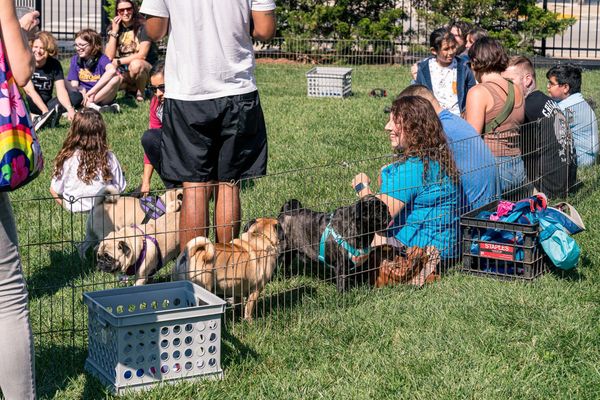 Fun In the Pug Pen