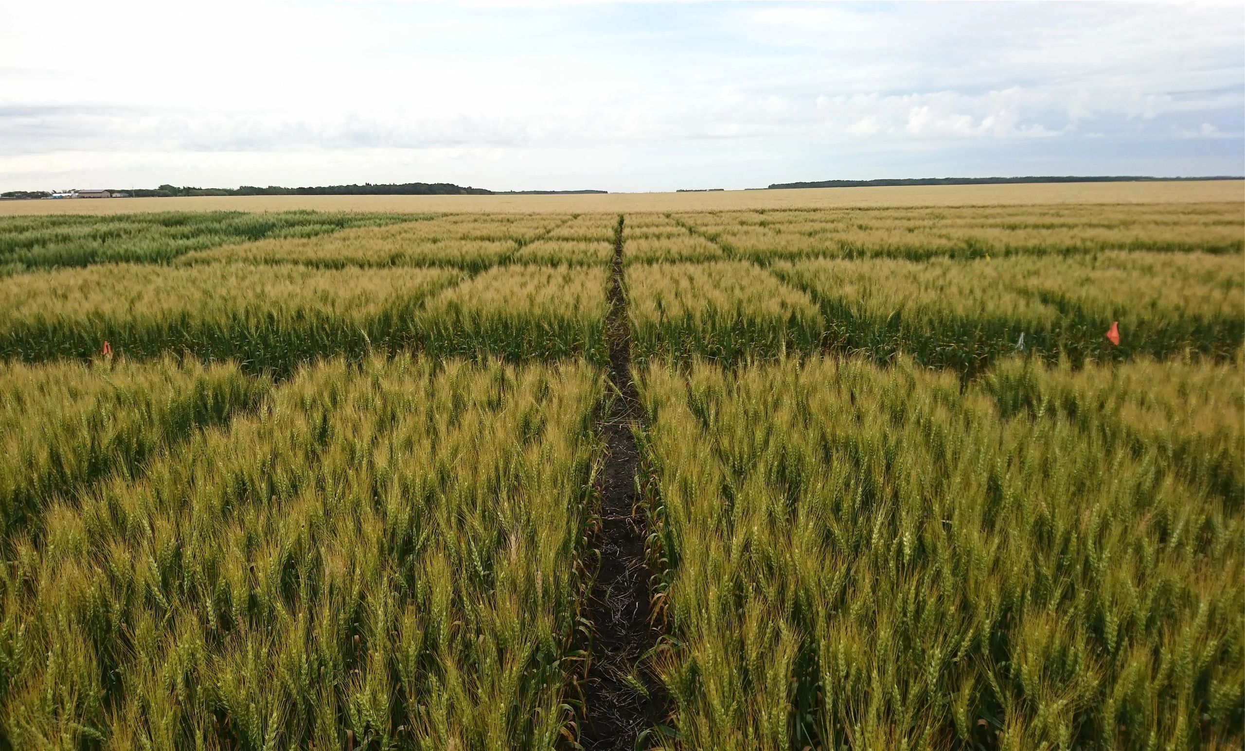 Wheat efficacy trial of foliar applied biological growth promoter