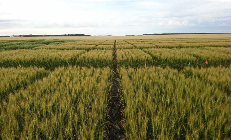 Wheat efficacy trial of foliar applied biological growth promoter