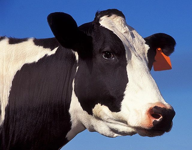 Monthly photo contest winner: {NAME} Send NAFV your best photo of a Federal Veterinarian's work.