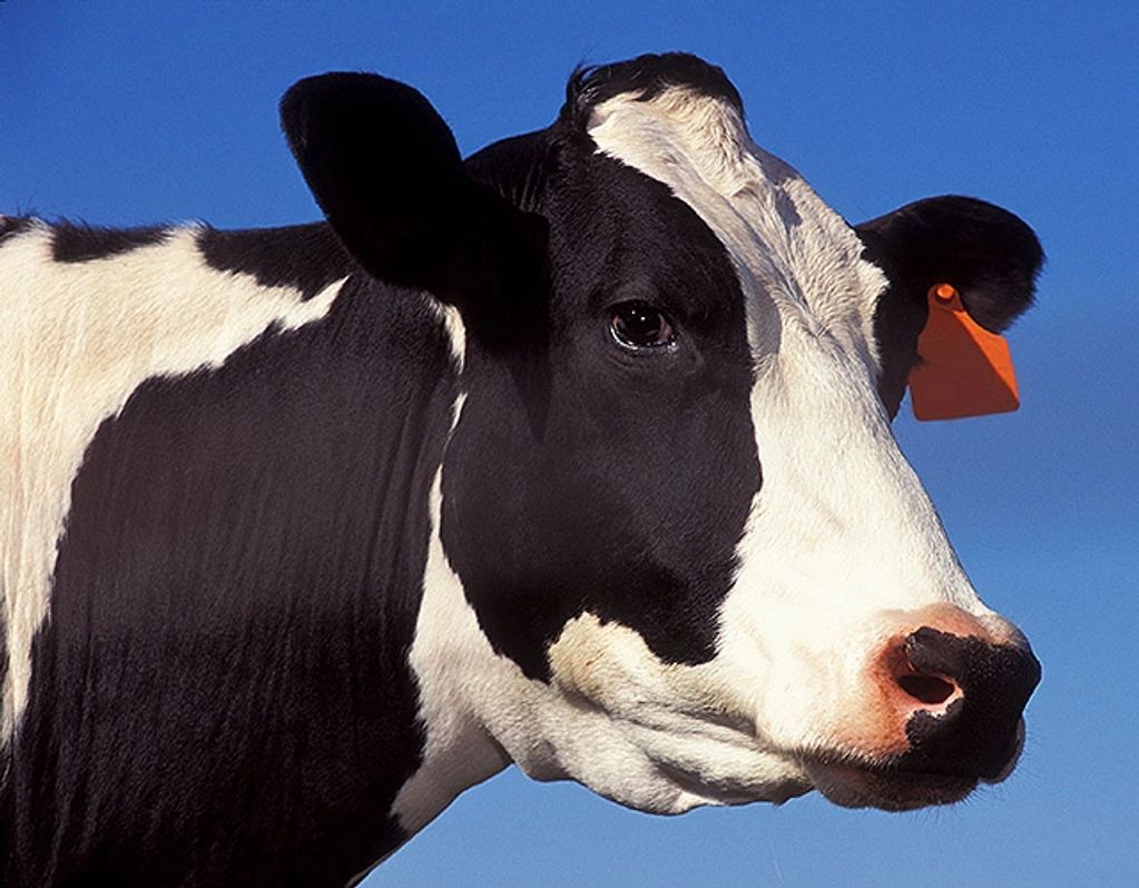 Monthly photo contest winner: {NAME} Send NAFV your best photo of a Federal Veterinarian's work.