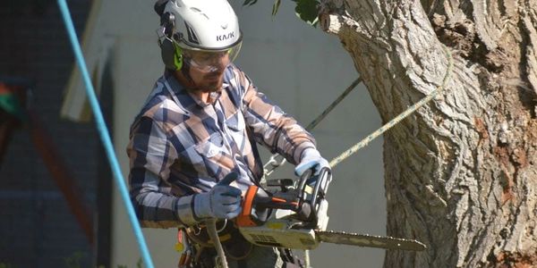 Man using a chainsaw to cut tree