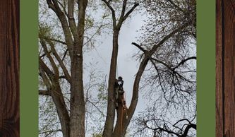 Man trimming a tree