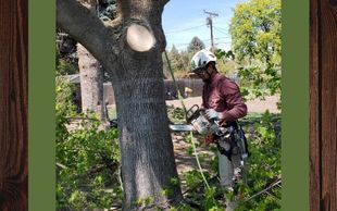 Worker Removing a Tree