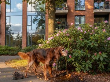 A dog drinks water from a garden fountain near a bush in a residential area.