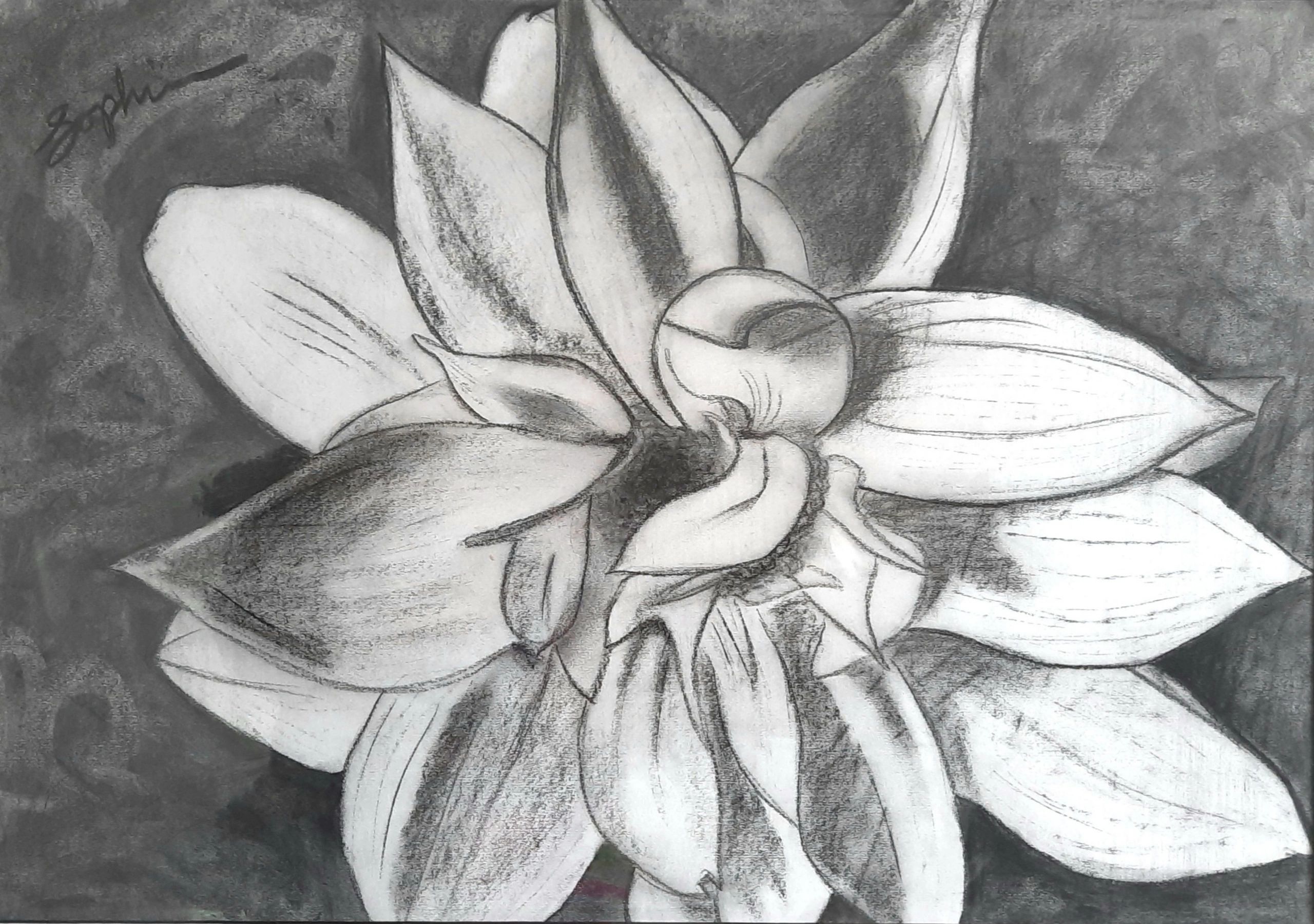 A large unfurling charcoal flower on paper.