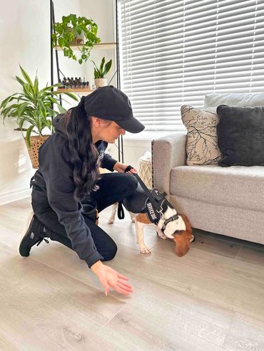 Mold Dog, Mold Dog Inspections, Mold Hound Inspections, Mold Inspections, Mold