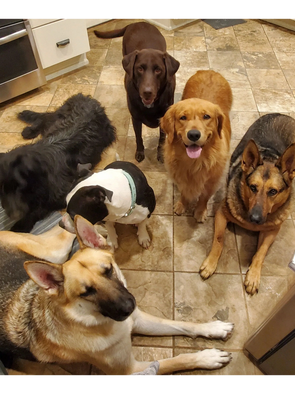 Six dogs of various breeds gathered on a kitchen floor, some sitting and some lying down.