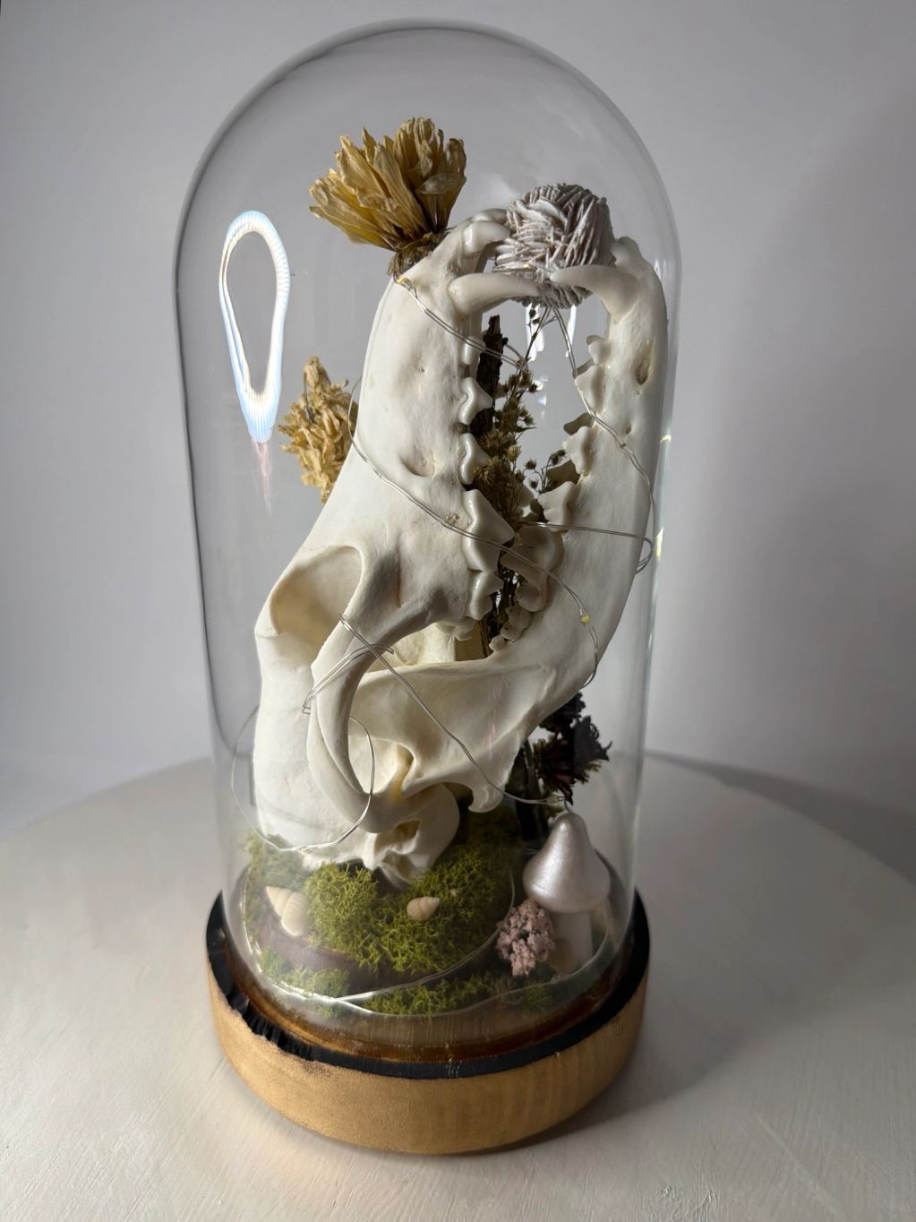 Animal skull and plants under glass dome.