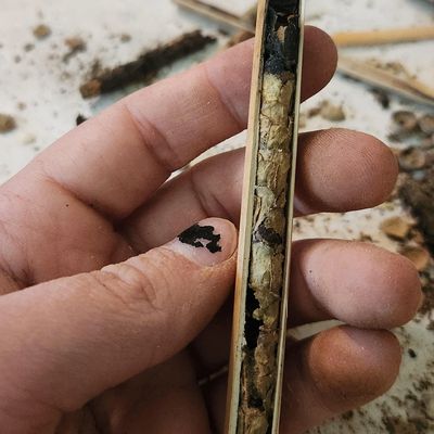 Leafcutter Bee Cocoons