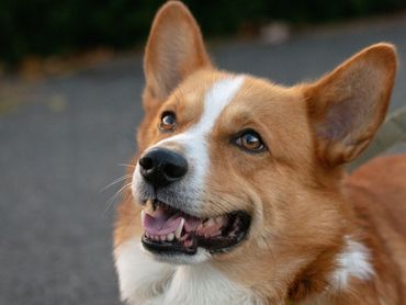 A corgi smiling at the camera