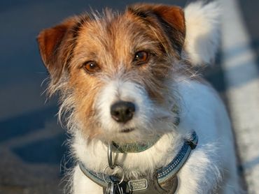 A brown and white terrier in a harness looks up at the camera.