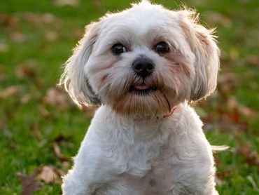 A small white dog sits in the grass, facing the camera. She is sticking her tongue out slightly.