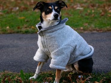 A black, white, and tan dog sits in the grass, wearing an oversized gray sweater.