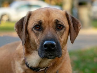 A brown dog with a black muzzle looking at the camera with a serious expression.