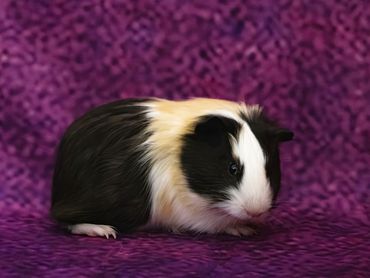 A black, white, and tan guinea pig on a deep purple backdrop.