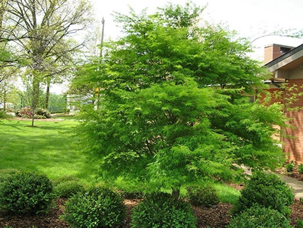 The Green Japanese Maple ‘Seriyu”