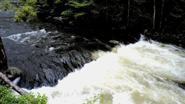 A flowing river with white rapids surrounded by lush greenery.