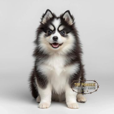 Adorable black and white Pomsky puppy sitting and looking happy.
