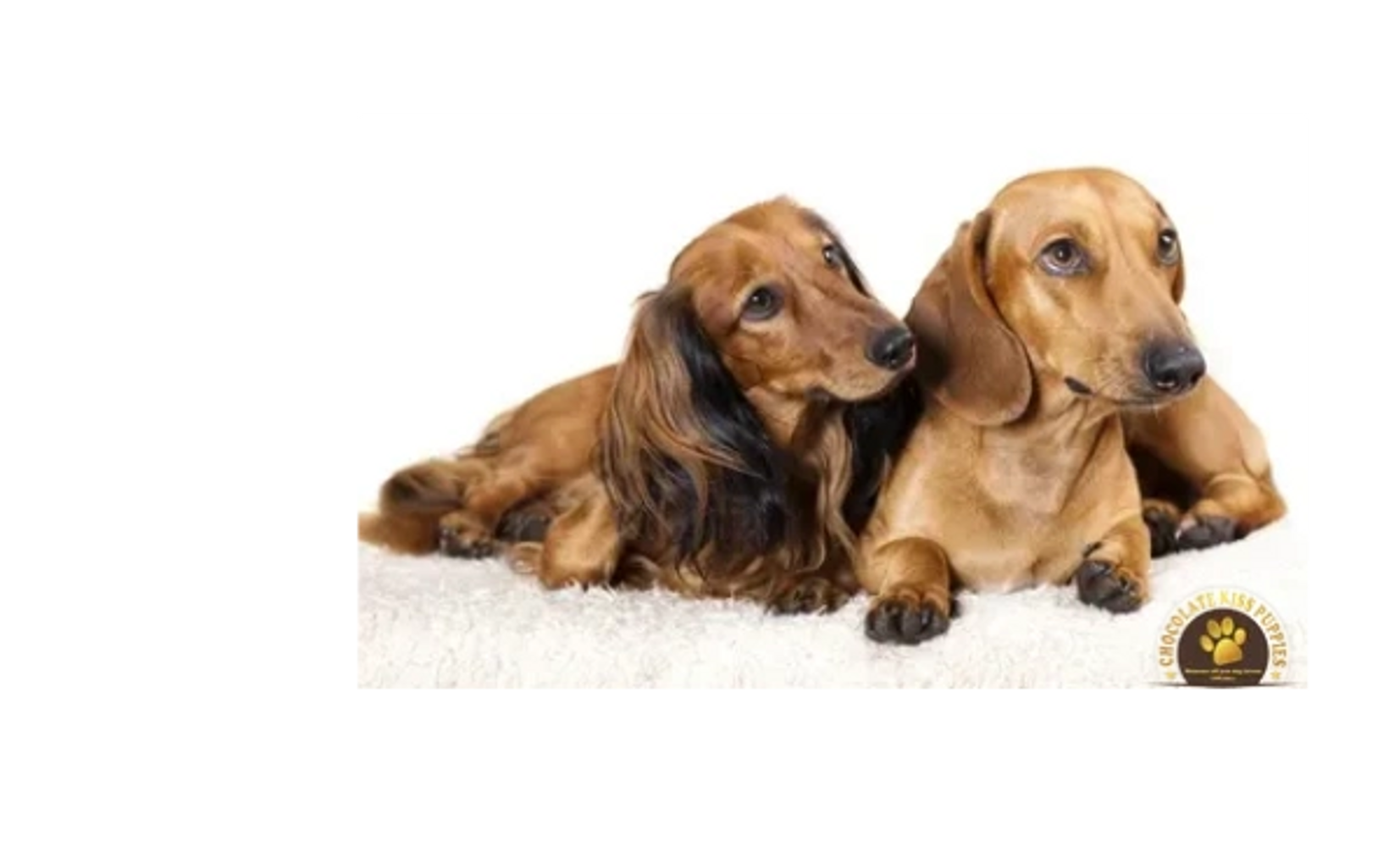 Toy Dachshund